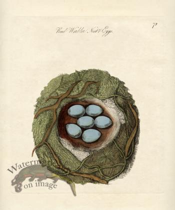Reed Warbler Nest Eggs